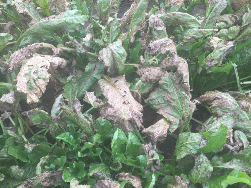 Cercospora Leaf Spot